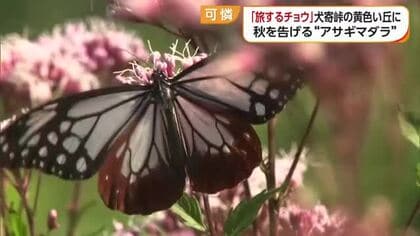 秋告げるアサギマダラ　伊予市の“黄色い丘”で旅の途中に一休み「透明感あってキレイな青」【愛媛】