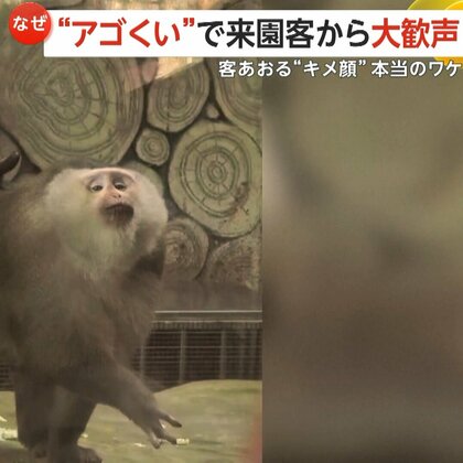 “アゴくい”ポーズに大歓声！「ブタオザル」大人気の“キメ顔”は「人間への威嚇」だった　中国・貴州省