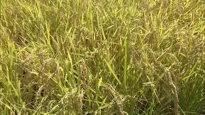 コメの食味ランキング発表！猛暑に苦労も…新潟・魚沼地区8年連続で“特A”獲得 県内ほかの地域もA評価維持