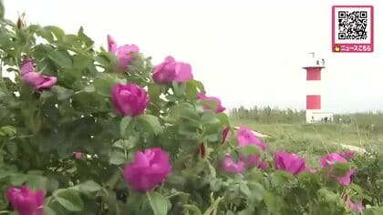 ハマナスが見ごろを迎えた石狩市でイベント「灯台とハマナスDAY」開催＿灯台見学やお菓子販売、ジャンボたこ揚げも＜北海道石狩市＞