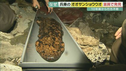兵庫で行方不明になったオオサンショウウオ　10年後に滋賀で発見　何者かが持ち去った可能性も