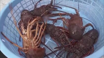 旬の伊勢えびを格安で販売　なんごう伊勢えびまつり