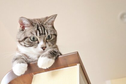 <猫の飼育や支援活動に関する調査>8割以上が保護や譲渡で迎え入れペットショップの利用は少数派