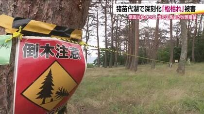 松くい虫の被害が深刻化　猪苗代湖周辺で「松枯れ」被害　倒木の危険も　処分費用支援や防除対策を　福島