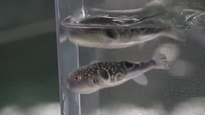 若狭ふぐ稚魚の出荷始まる　6月中旬までに嶺南の養殖業者へ7万匹　小浜の県栽培漁業センター
