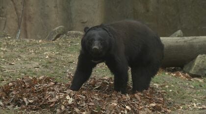 「わずか5秒で…頭が真っ白に」被害男性語るクマに襲われた瞬間…冬眠時期でも目撃減らないワケ　今できる備えは