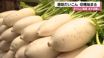 おでんなどに最適…加賀野菜『源助だいこん』出荷始まる 収穫は来年2月上旬まで続き関西や関東にも出荷へ