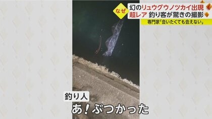 超レア】“幻の深海魚”リュウグウノツカイが漁港に出現 「でっかい