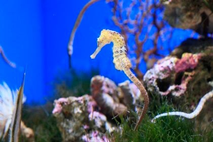 未着用　袋帯　仕立て上がり　珊瑚礁　熱帯魚　海タツノオトシゴ　着物　103b d 未着用 袋帯 仕立て上がり 珊瑚礁 熱帯魚 海タツノオトシゴ 着物 103b