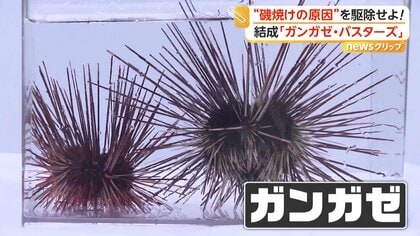 獲っても身が入っていない」甘く濃厚な「うに」がピンチ “ガンガゼ