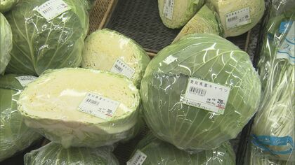人のやる事じゃない…」出荷直前のキャベツ約800玉盗まれる 生育不良で