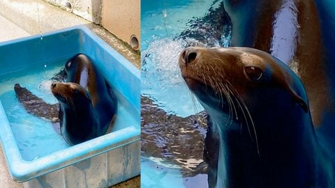 水中で暮らすアシカがなぜ？ 4歳メス「ミコ」が溺死　オスに追われ体温上昇…熱中症による意識障害か　危険な暑さが動物たちにも影響