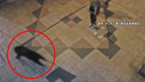 宇都宮中心部の商店街を駆け抜けるクマ　「1～2秒早く行ってたら死んでいたかも」公園でも目撃情報