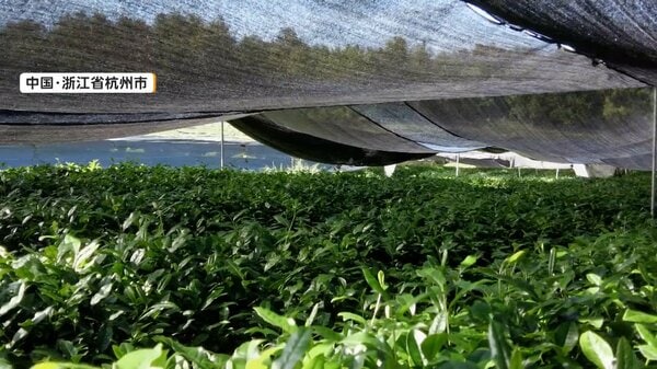 中国で「抹茶」生産が拡大 世界各国に輸出 日本と同じ栽培法で半額以下 専門家「強力なライバル」|FNNプライムオンライン