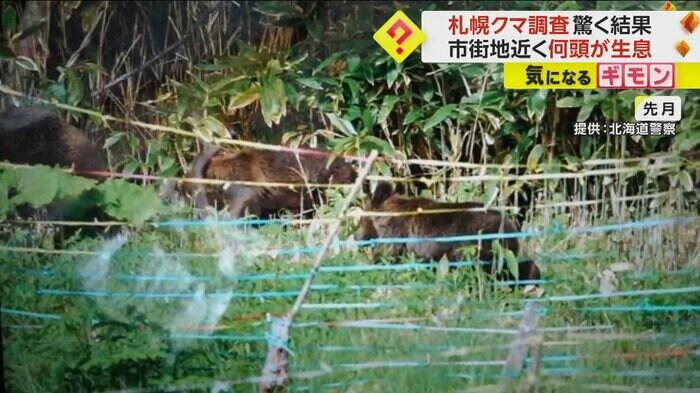 5月に撮影された、親子で畑を歩くクマ