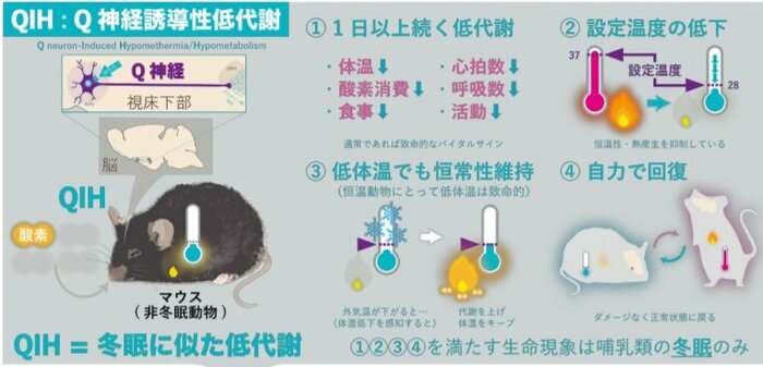 QIHの状態(筑波大学・理化学研究所)