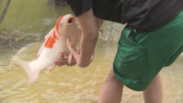 暴れるニシキゴイ