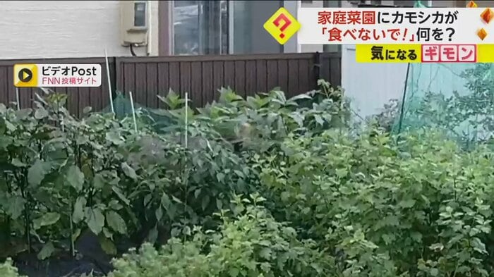 一部だけ揺れている、庭の家庭菜園の葉