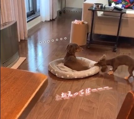 たまにはルクちゃんの誘いを無視することも?