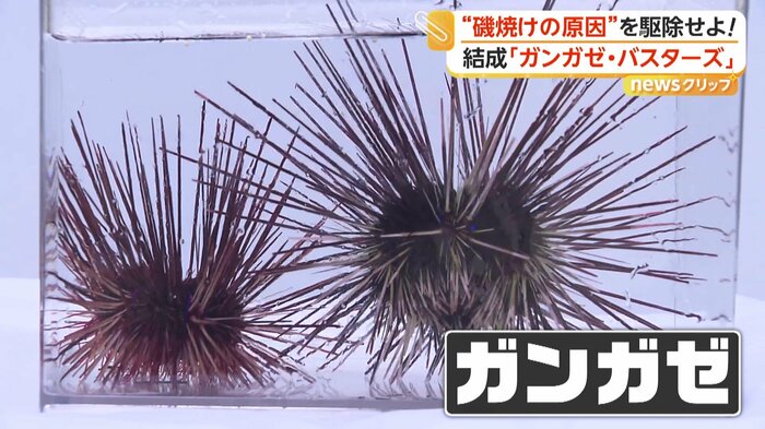 とげに毒があるガンガゼ（提供：袈裟丸マリン合同会社）