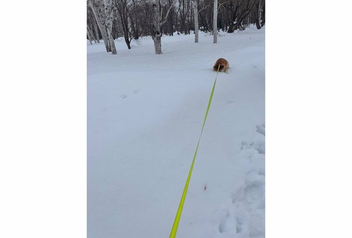 提供:柴犬ハルさん