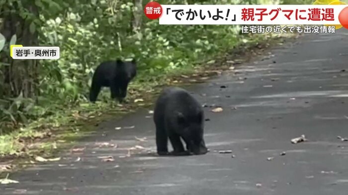 車に動揺する様子もない子グマたち(FNN投稿サイト「ビデオPost」)(撮影:高橋繁さん)