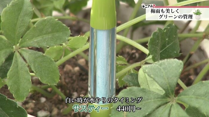 白いときが水やりのタイミング「サスティー」