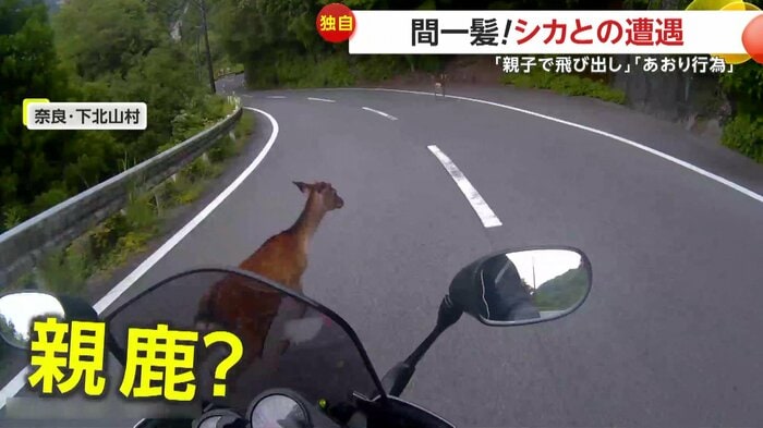 撮影者の数cm前を通過する鹿(視聴者提供)