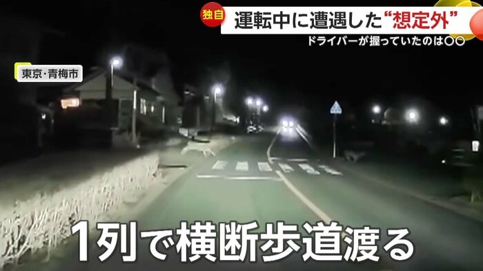 左から右へぞろぞろ渡っていくシカたち(FNN投稿サイト「ビデオPost」)