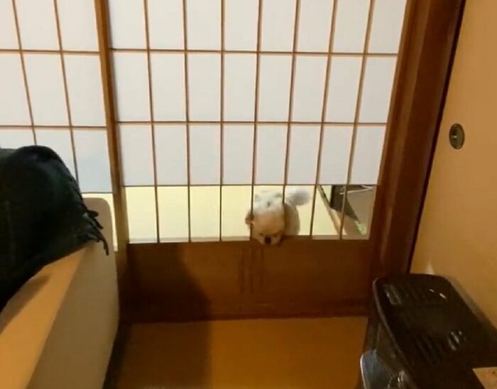 ためらいなく通ろうとするはおくん