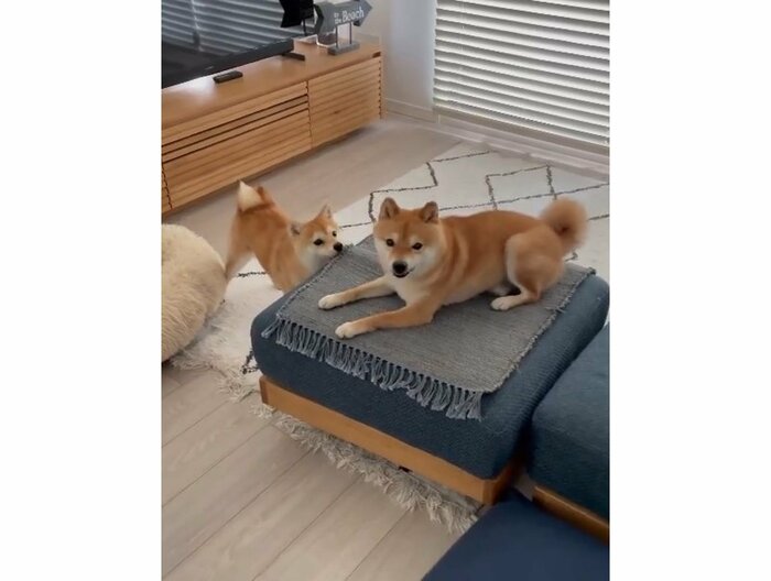 左:がんもくん 右:先住犬のちくわくん提供:豆柴ちくわ&がんもさん)
