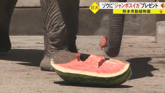 長い鼻を器用に使ってスイカをもぐもぐ