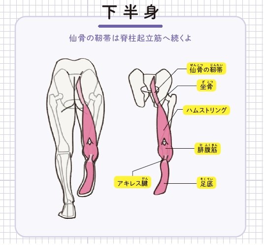 『筋肉のつながり図鑑』より