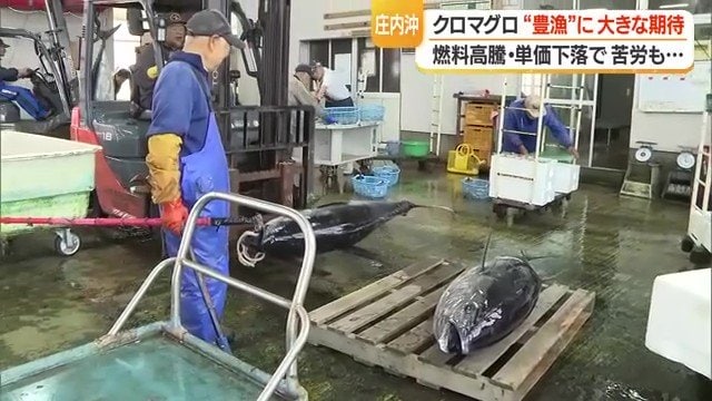 例年より大きなクロマグロが水揚げされ、港で作業する人々にも自然と笑顔があふれ活気づく