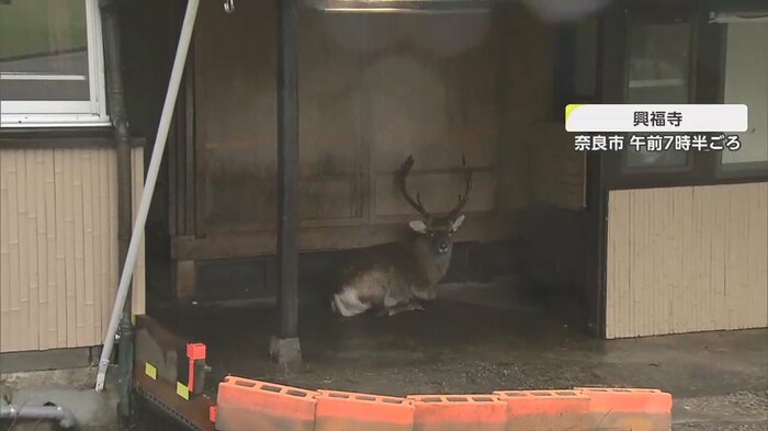 屋根のある場所に“避難”したシカ