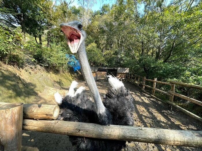 奥まで丸見え!大きく口を開けるキョウちゃん(提供:長崎バイオパーク)