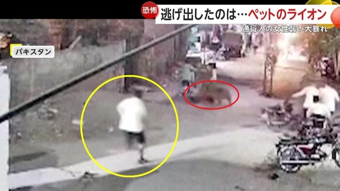 女性を押し倒すライオン、追いかけてきた“飼い主”