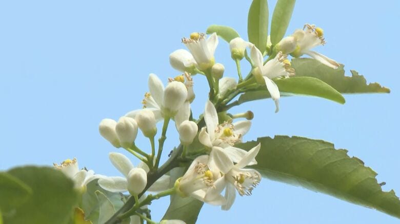2cm程の白い花が枝いっぱいに…みかんの花が見頃 爽やかな香りに包まれ初夏の訪れ告げる 三重県尾鷲市｜FNNプライムオンライン