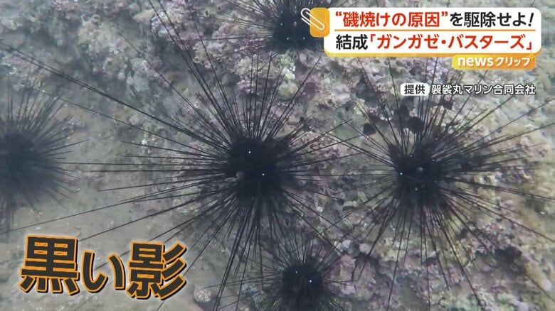 「獲っても身が入っていない」甘く濃厚な「うに」がピンチ “ガンガゼバスターズ”海藻再生へ年間86万個駆除 佐賀|FNNプライムオンライン