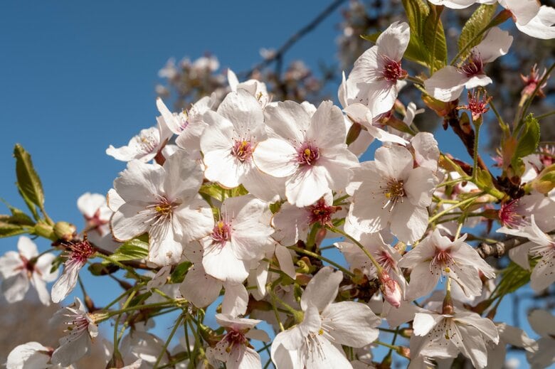 イギリス国内で桜1万本の植樹達成へ 2024年には天皇皇后両陛下が記念植樹 日英を結ぶ「桜の架け橋」|FNNプライムオンライン