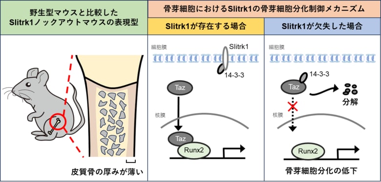 神経軸索形成因子が骨の厚みを制御するメカニズムを解明 ~ 神経系と骨格系の共通性(コモナリティ)に迫る ~