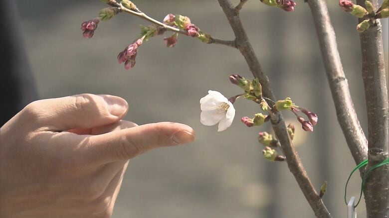 「切らないで…」男の子の手紙きっかけに…神戸・六甲の桜並木が復活｜FNNプライムオンライン