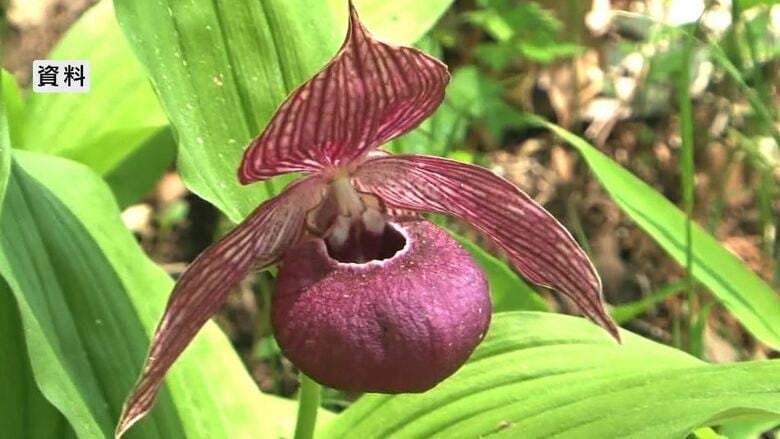 “幻の花”アツモリソウ保全へ　長野県富士見町・岩手県住田町・北海道礼文町が連携協定「地域の宝を未来につなぐ」｜FNNプライムオンライン