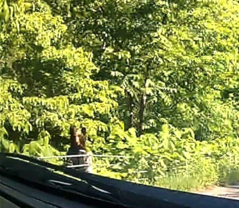 【ヒグマ速報】道路わきの藪から”ひょっこり”熊…ガードロープ乗り越え反対側の山へ…走行中のドライバーが体長約1.5メートルのクマ目撃〈北海道芦別市〉｜FNNプライムオンライン