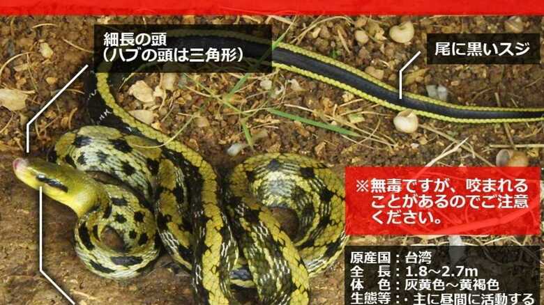 先着200匹 沖縄県がヘビ１匹5000円で買い取るワケ｜FNNプライムオンライン