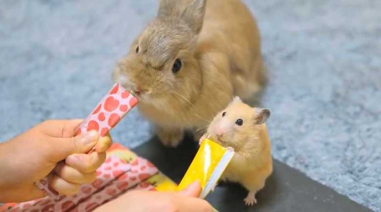 左:うさこ(ウサギ) 右:はむこ(ハムスター)