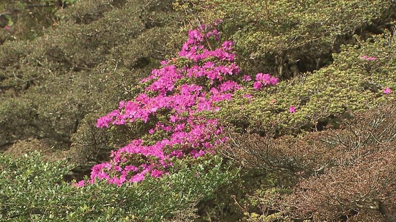 10月末にこれだけのツツジが咲くのは珍しい