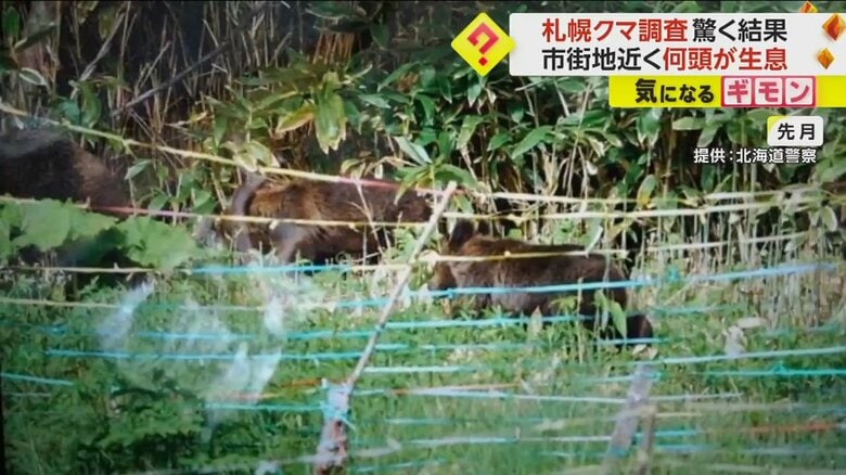 5月に撮影された、親子で畑を歩くクマ