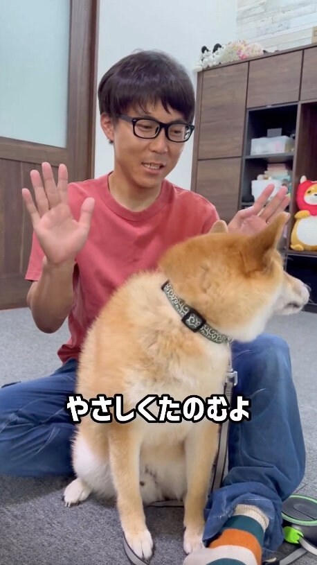提供：柴犬ぽてとさん