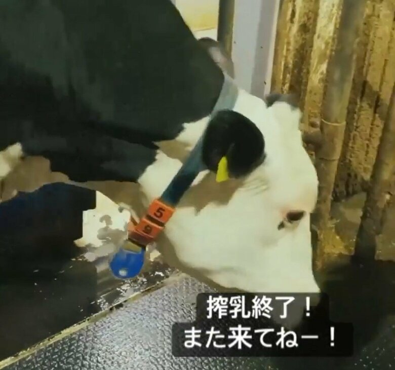 搾乳を終えると、乳牛は出ていく